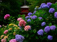 岩船寺紫陽花と三重塔.jpg