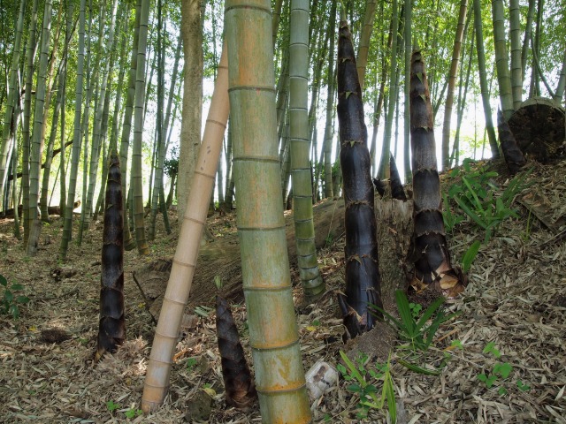 勘違い雨後のたけのこ 奈良の景色 写真 雑記