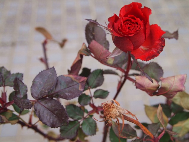 奈良 霊山寺 冬の薔薇 奈良の景色 写真 雑記