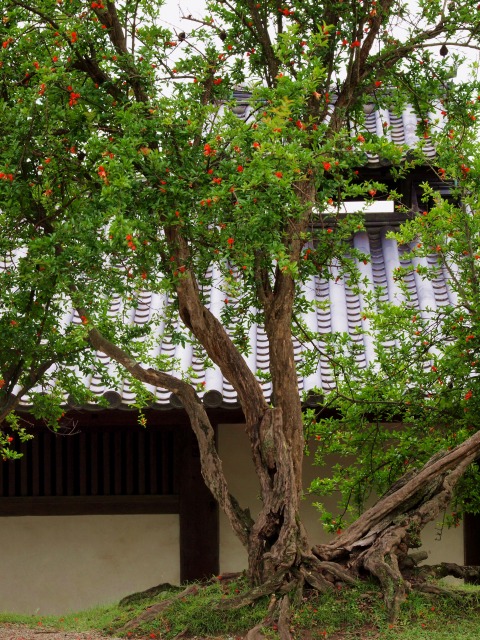 東大寺二月堂の紅一点ザクロ花 奈良の景色 写真 雑記